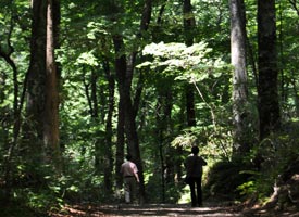 ゴールデンウィークにのんびり歩く十二湖のブナ林